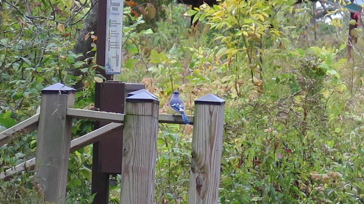 Blue Jay - ML643622762