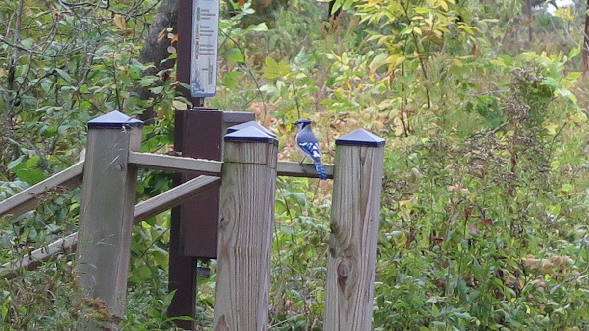 Blue Jay - ML643622765