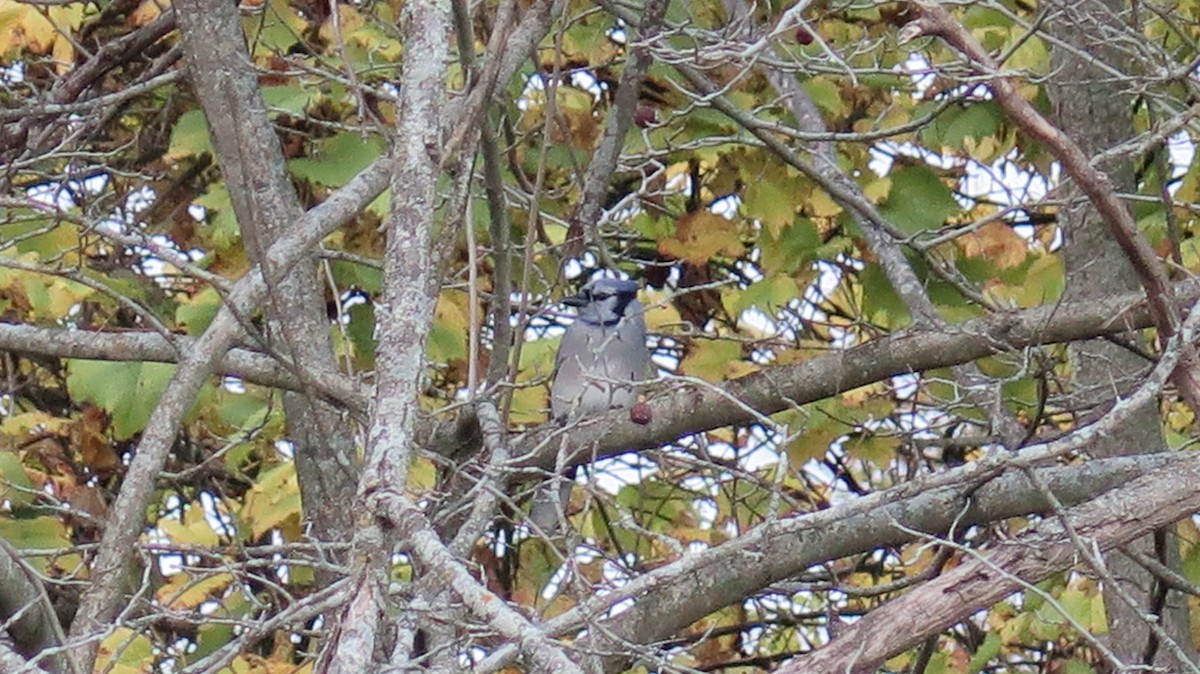 Blue Jay - ML643622776