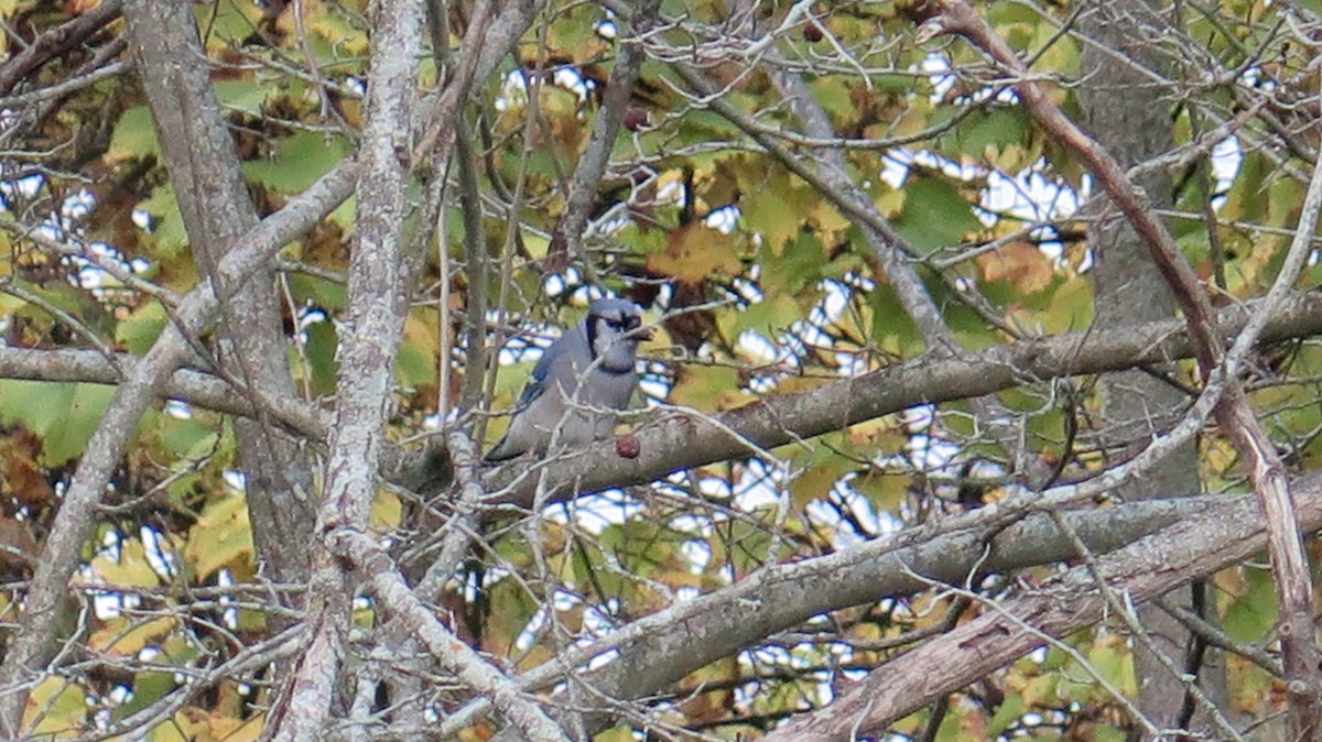 Blue Jay - ML643622777