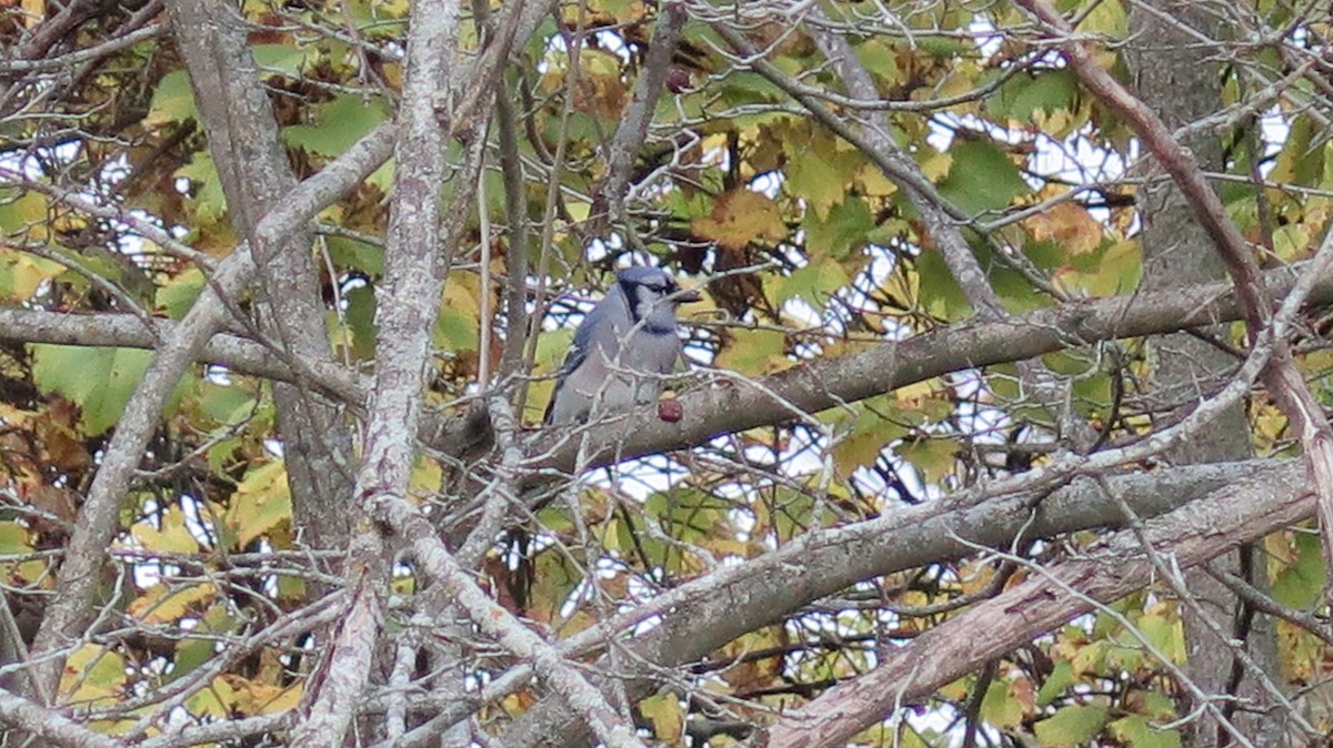 Blue Jay - ML643622778