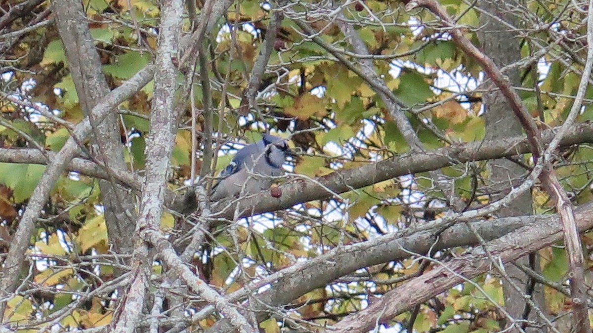 Blue Jay - ML643622779
