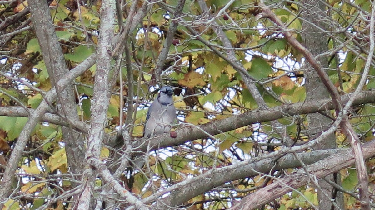 Blue Jay - ML643622780