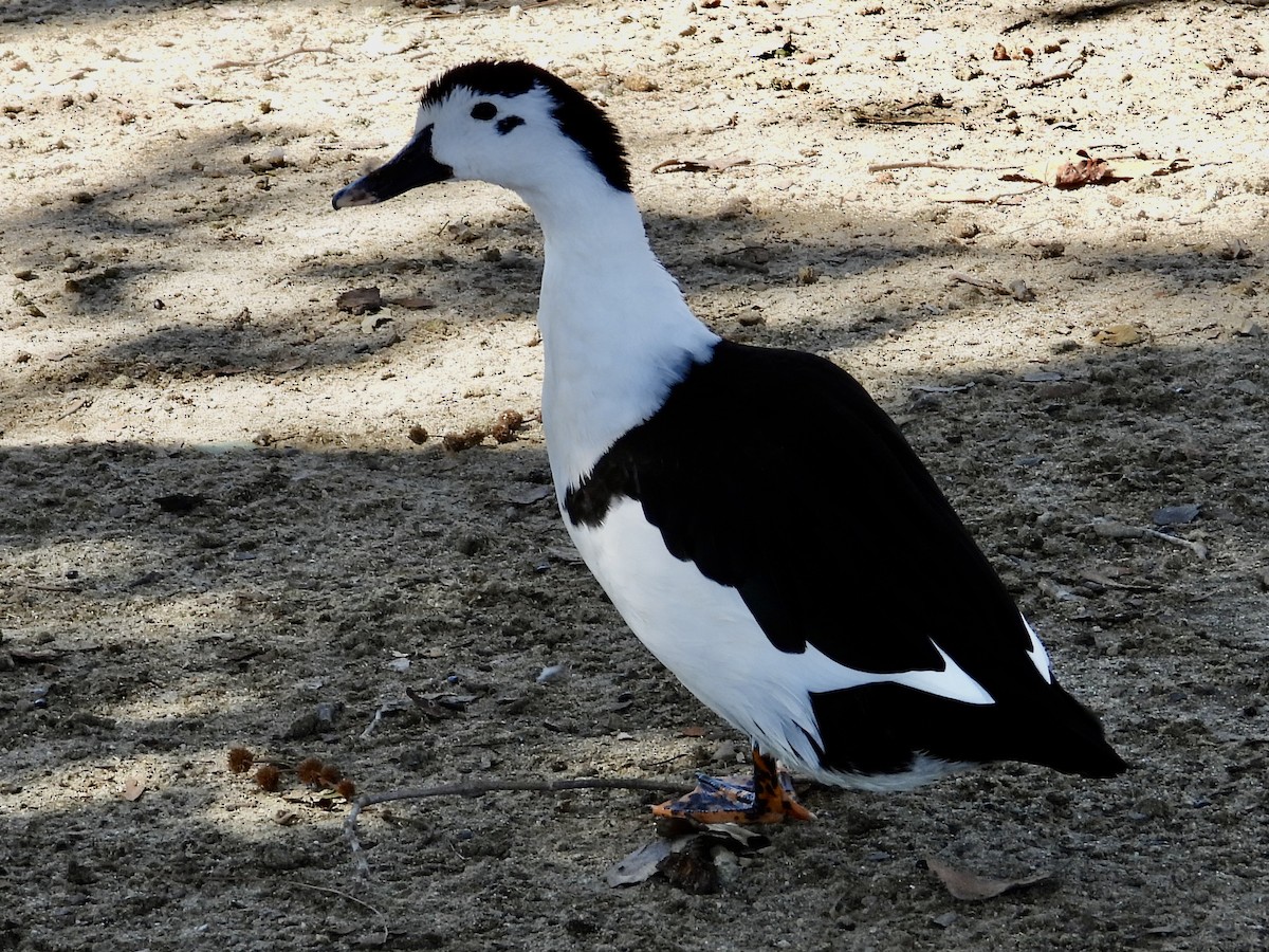 Muscovy Duck (Domestic type) - ML643622791