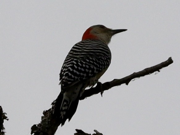 Red-bellied Woodpecker - ML643622793
