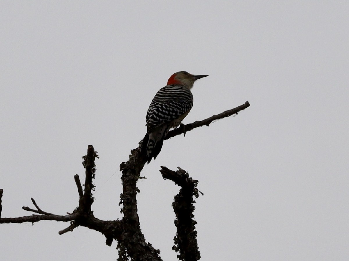Red-bellied Woodpecker - ML643622794