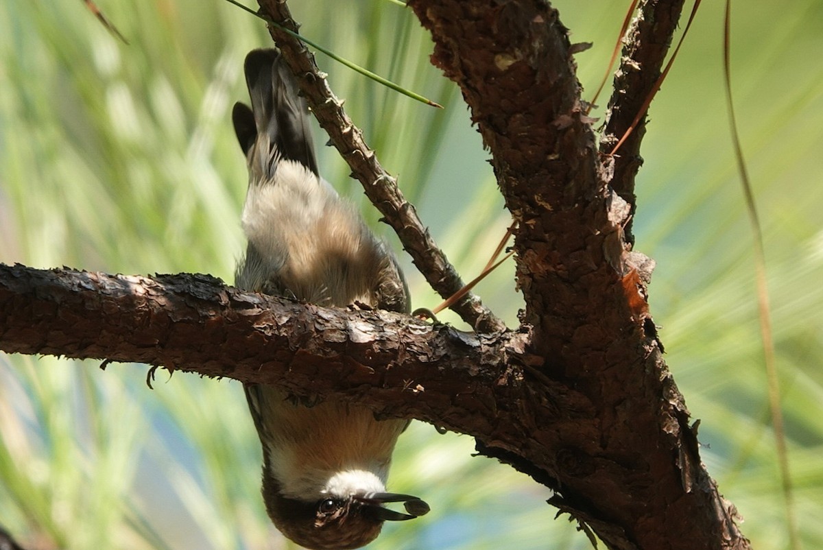 Brown-headed Nuthatch - ML643622801