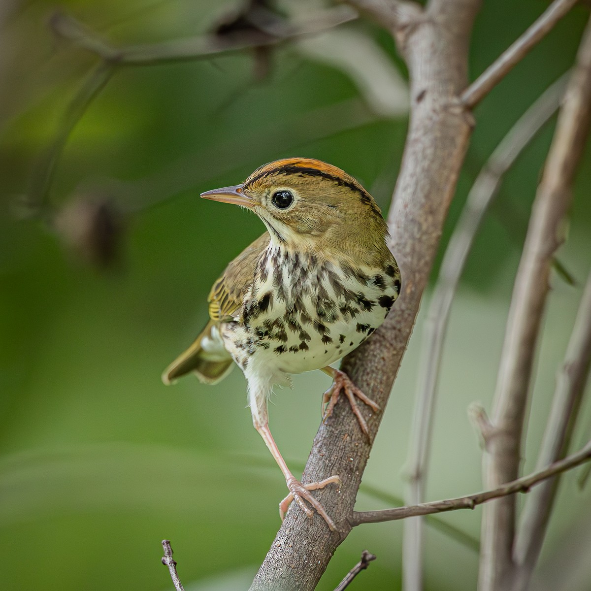 Ovenbird - ML643622802