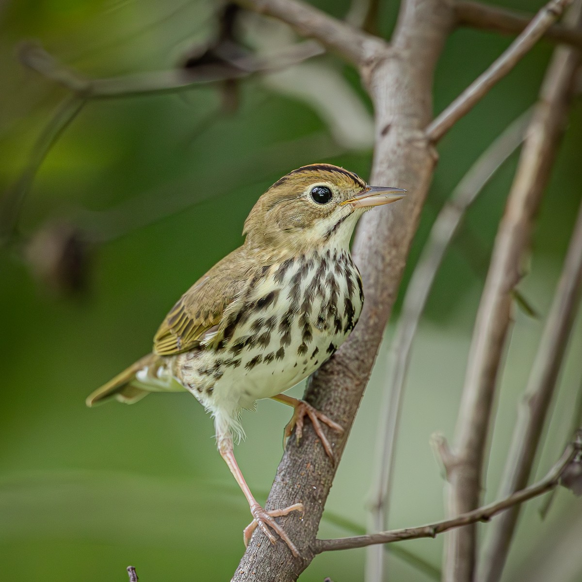 Ovenbird - ML643622803