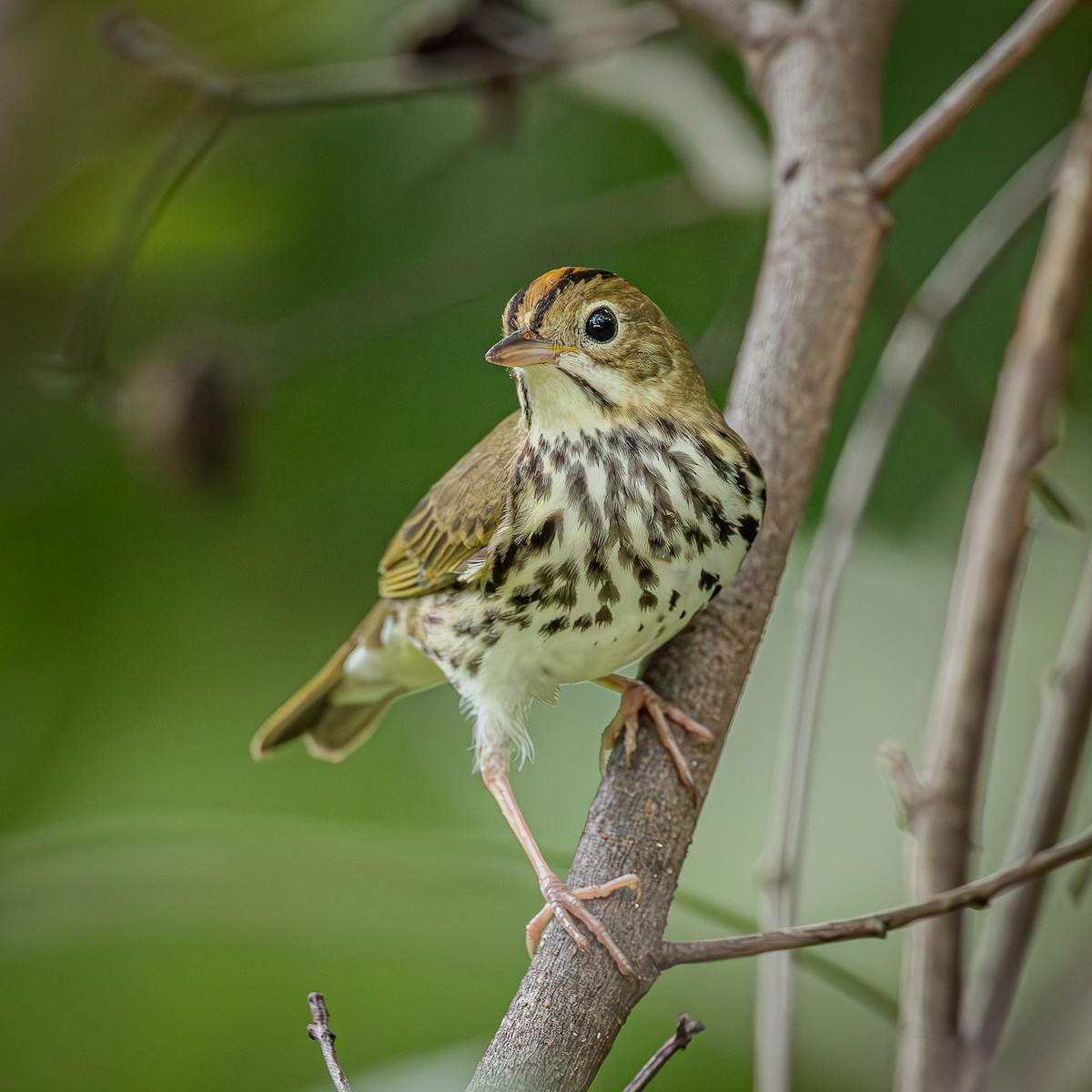 Ovenbird - ML643622804