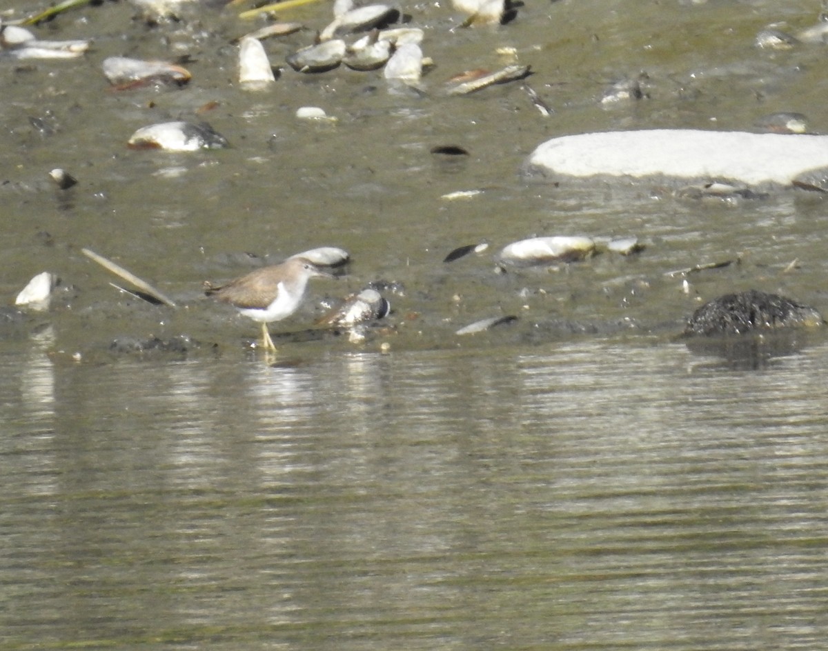 Spotted Sandpiper - ML643622806