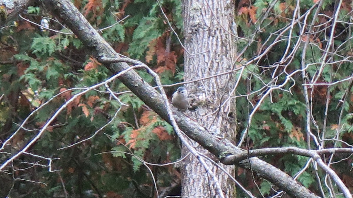 White-breasted Nuthatch - ML643622818