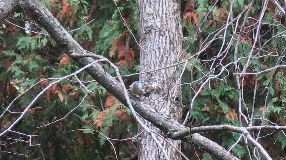 White-breasted Nuthatch - ML643622819