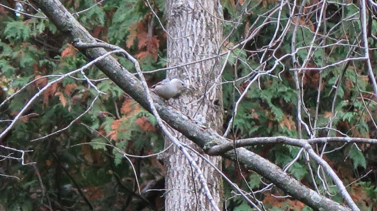 White-breasted Nuthatch - ML643622820