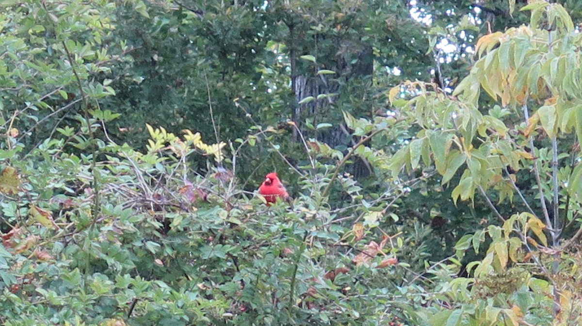 Northern Cardinal - ML643622828