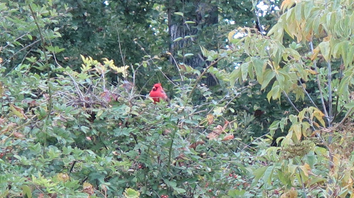 Northern Cardinal - ML643622829