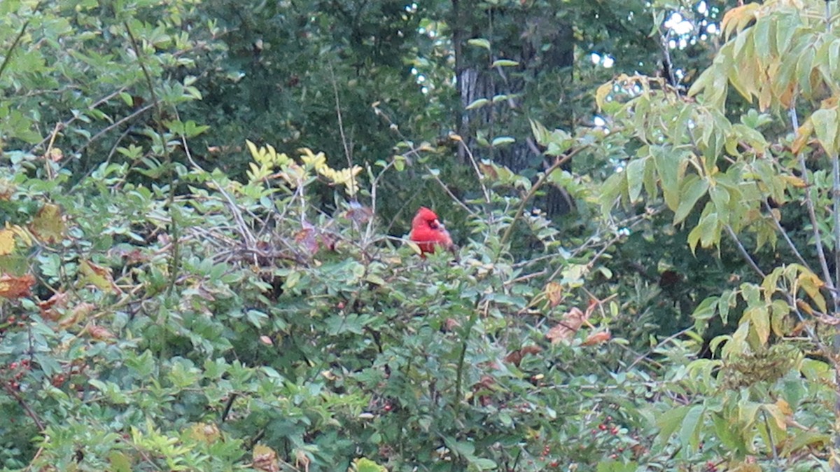Northern Cardinal - ML643622830