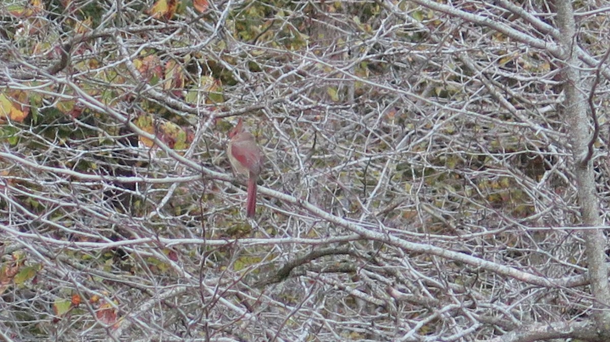Northern Cardinal - ML643622833