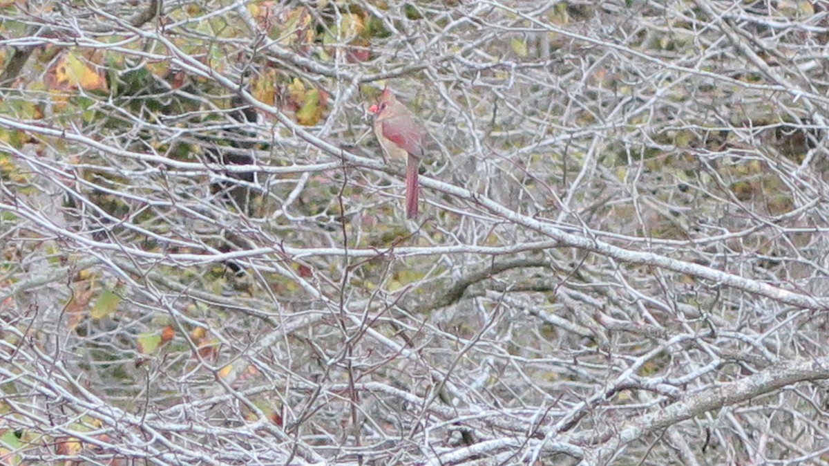 Northern Cardinal - ML643622834