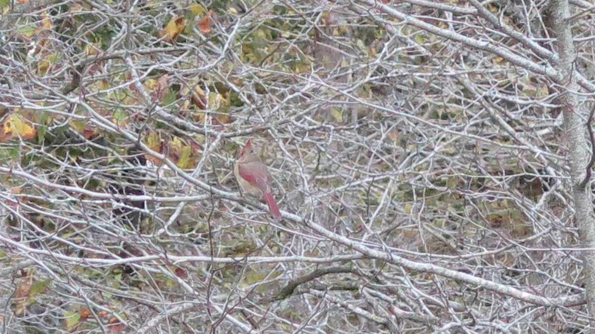 Northern Cardinal - ML643622837