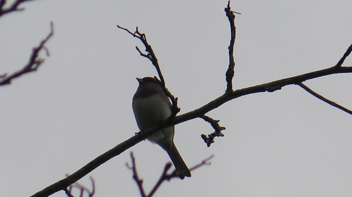 Dark-eyed Junco - ML643622858