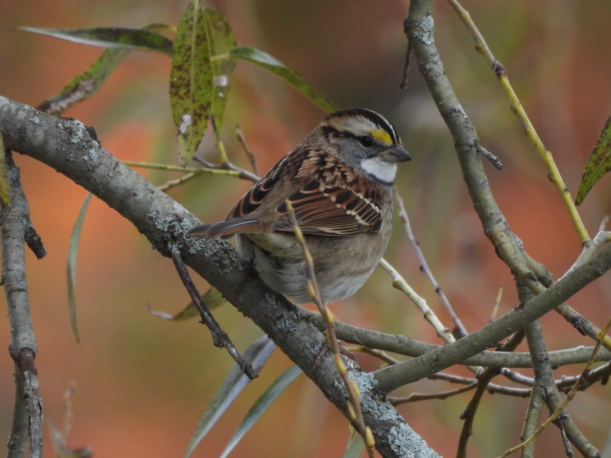 White-throated Sparrow - ML643622878