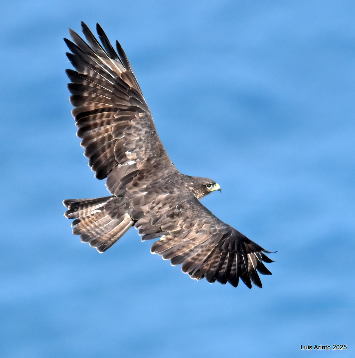 Common Buzzard (Canary Is.) - ML643622886