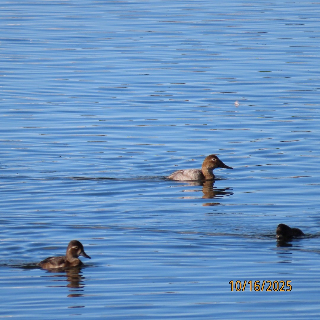 Canvasback - ML643622924