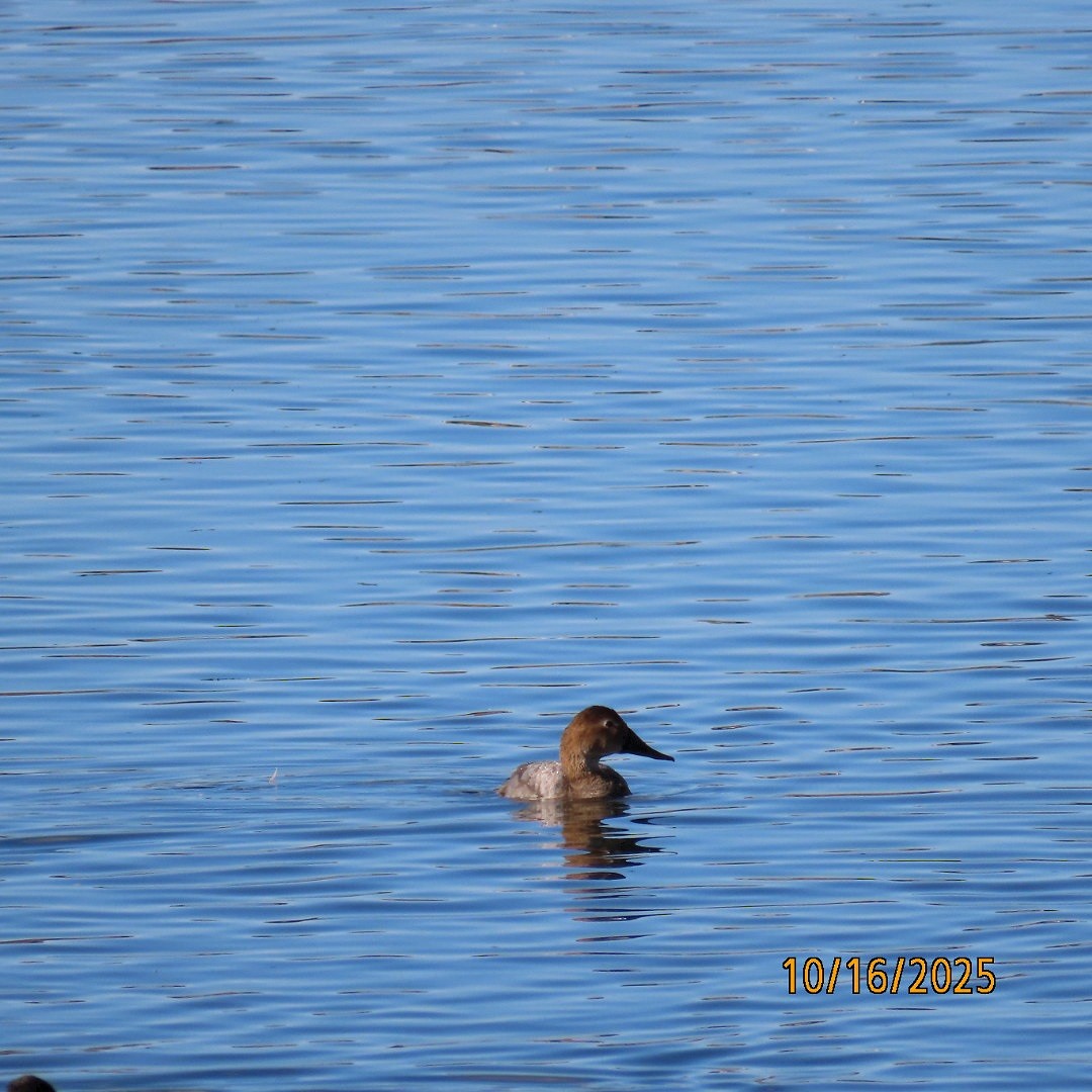 Canvasback - ML643622925
