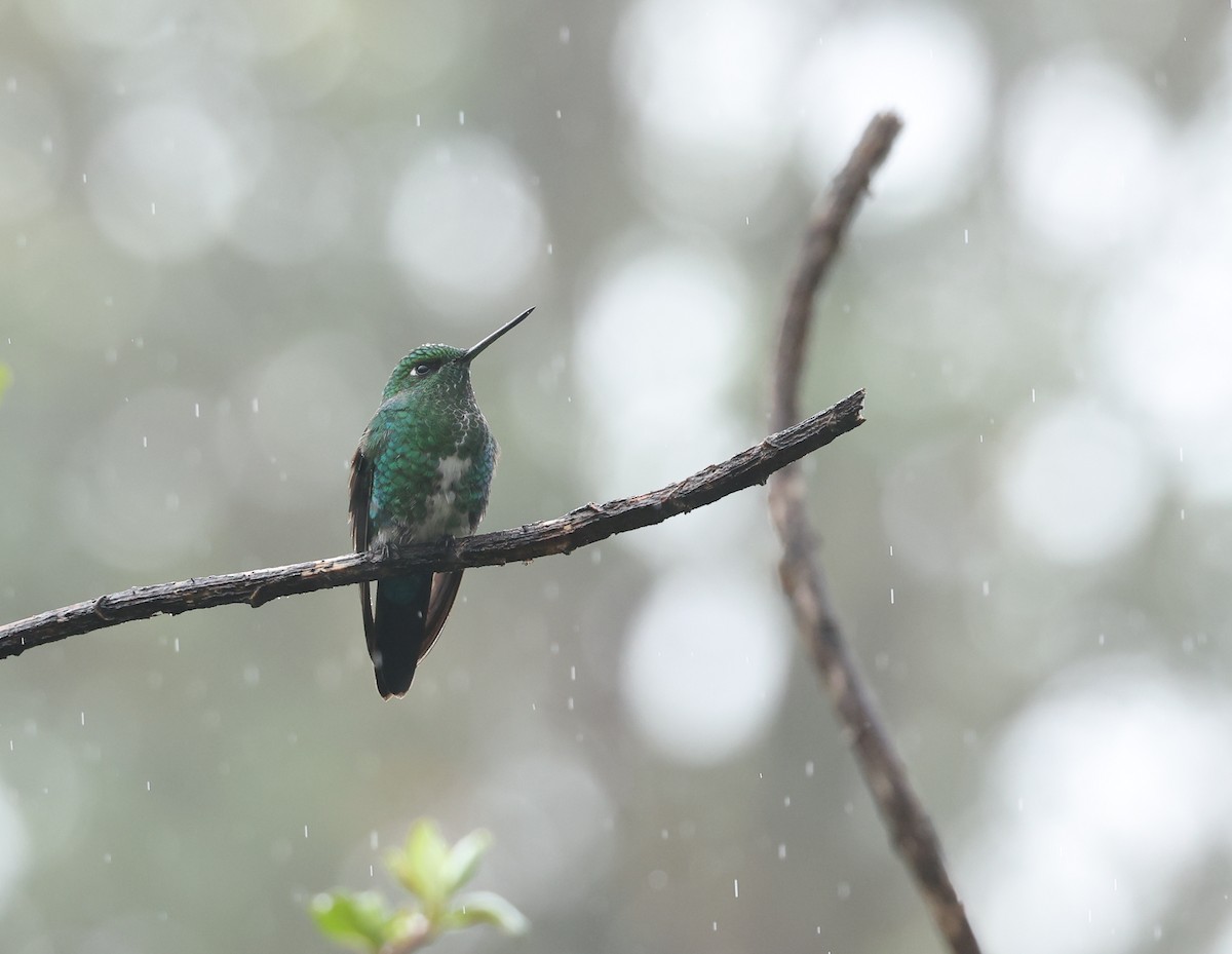 Sapphire-vented Puffleg - ML643622929