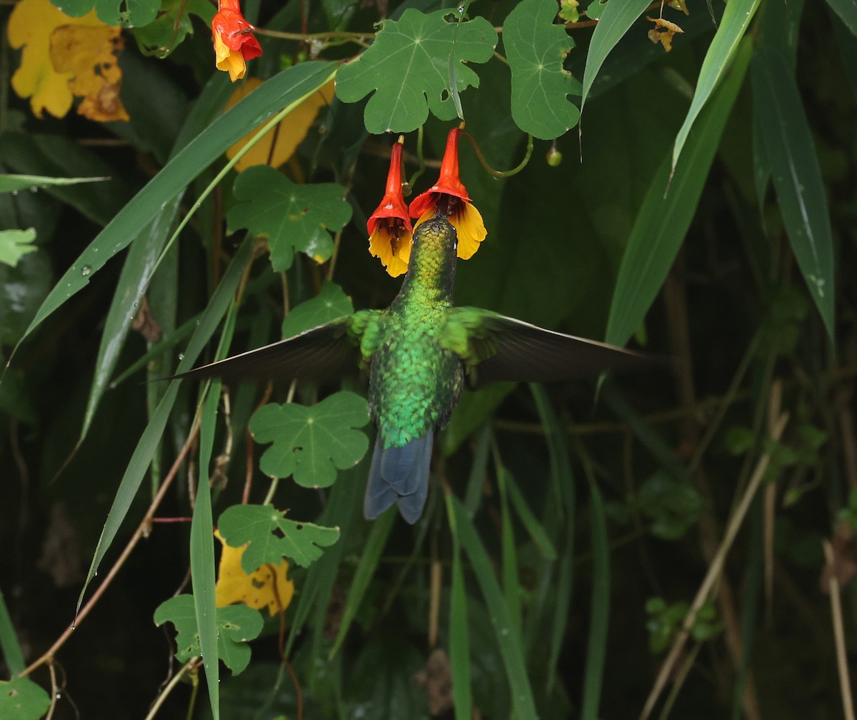 Sapphire-vented Puffleg - ML643622930