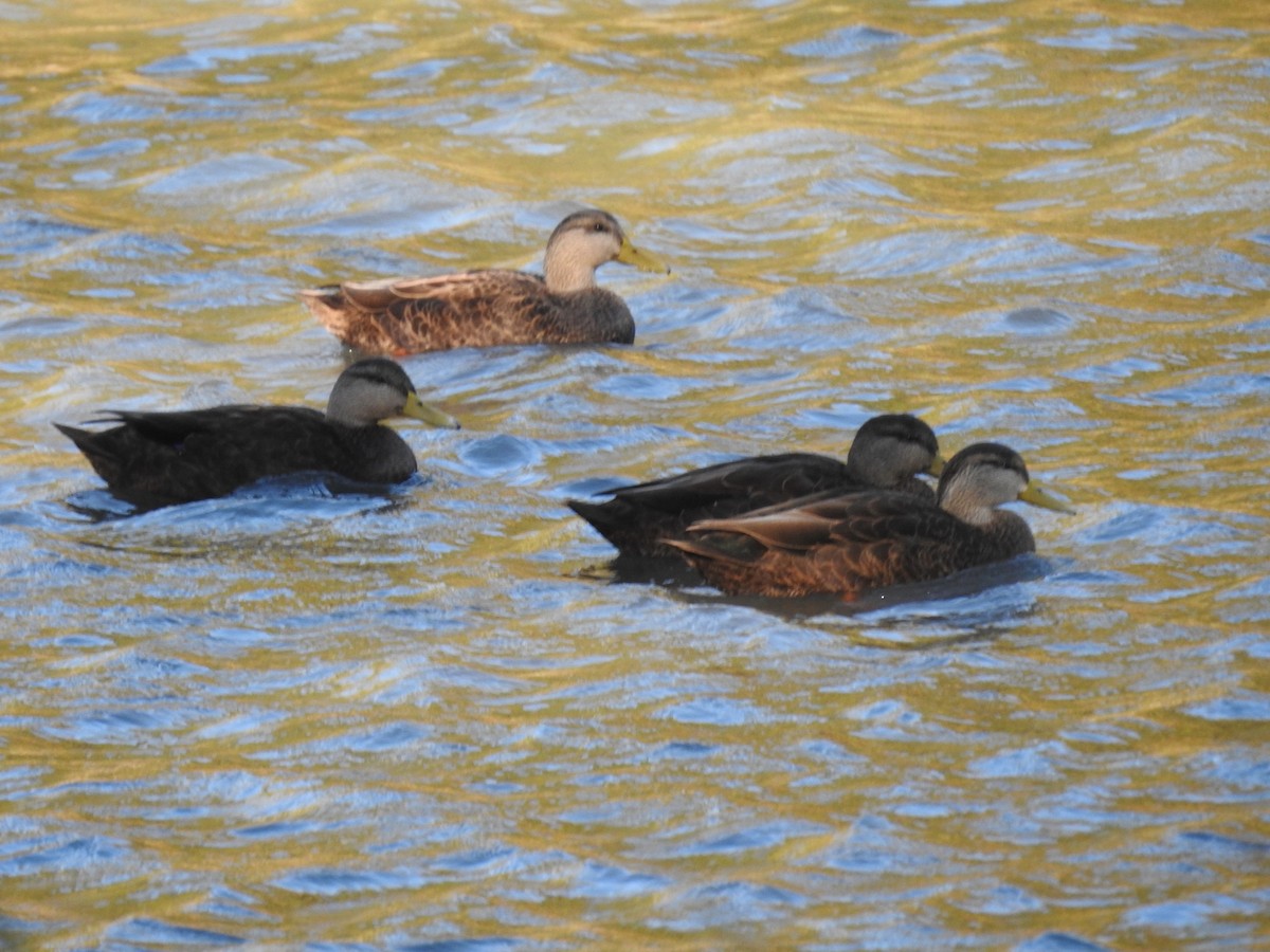 American Black Duck - ML643622935