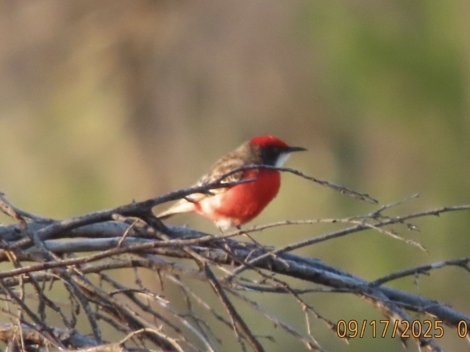 Crimson Chat - ML643622940