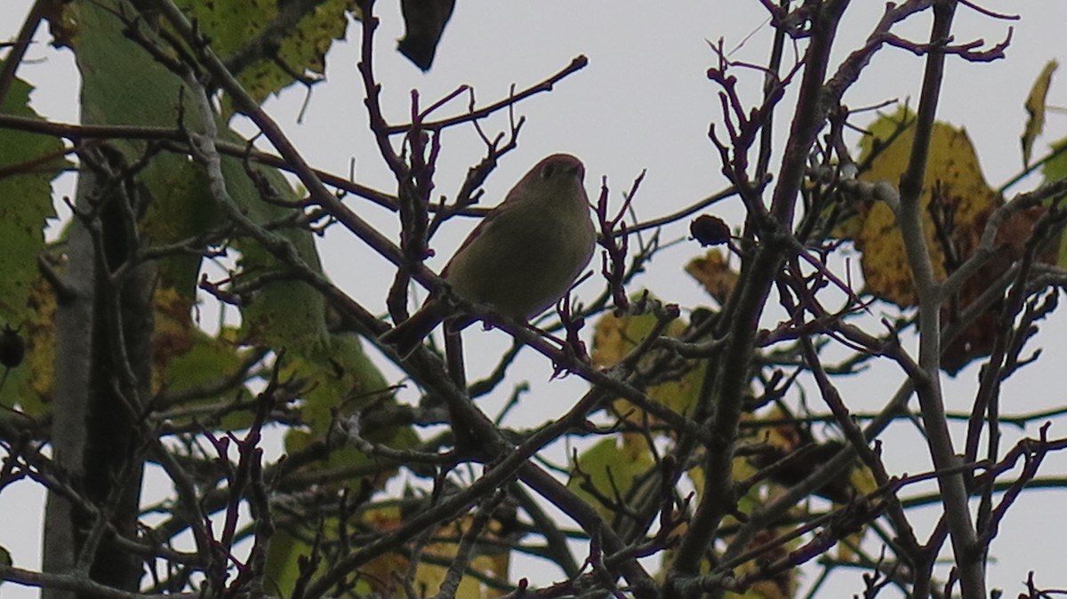 Ruby-crowned Kinglet - ML643622942
