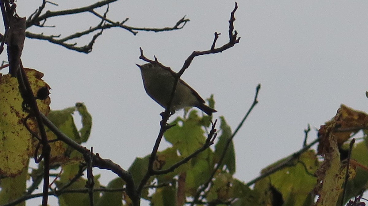 Ruby-crowned Kinglet - ML643622943