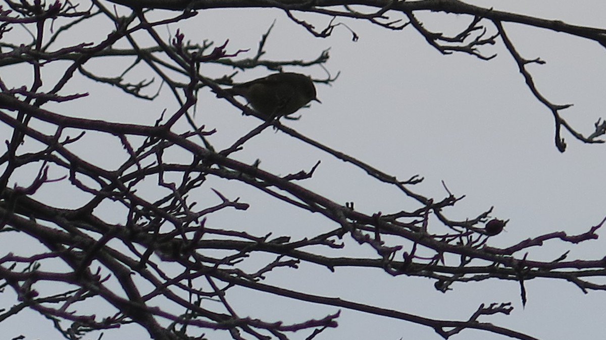 Ruby-crowned Kinglet - ML643622944