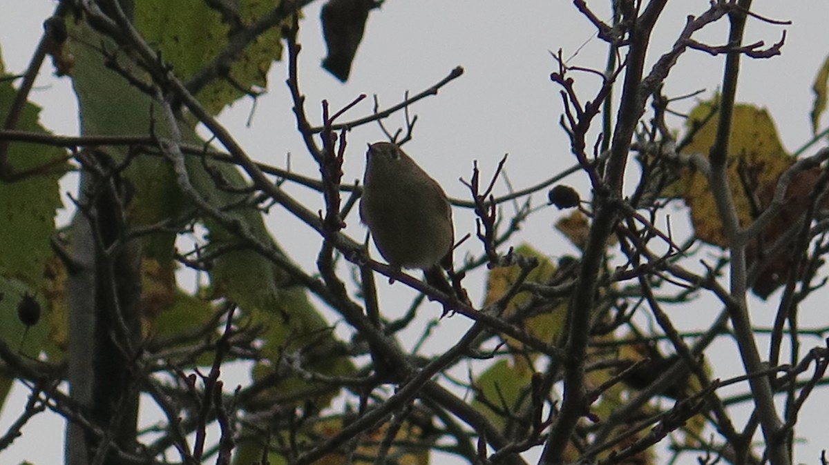 Ruby-crowned Kinglet - ML643622945