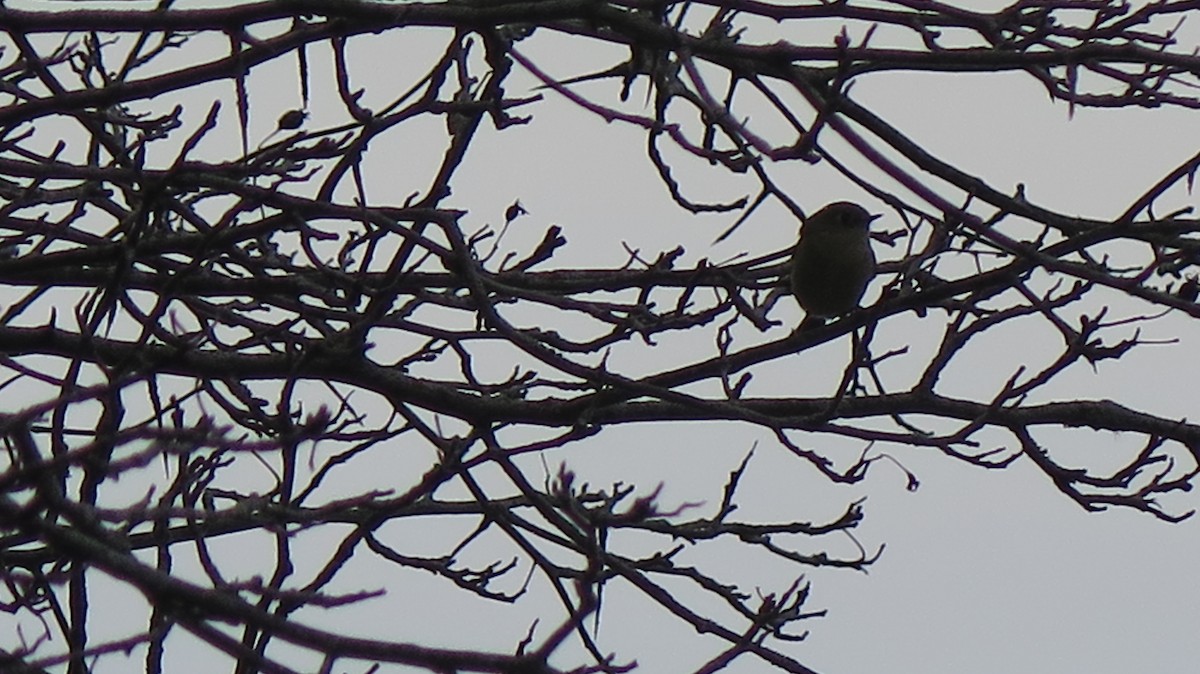 Ruby-crowned Kinglet - ML643622946