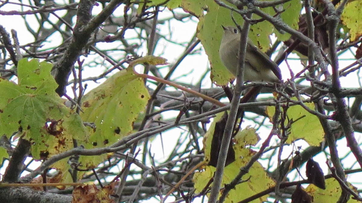 Ruby-crowned Kinglet - ML643622947
