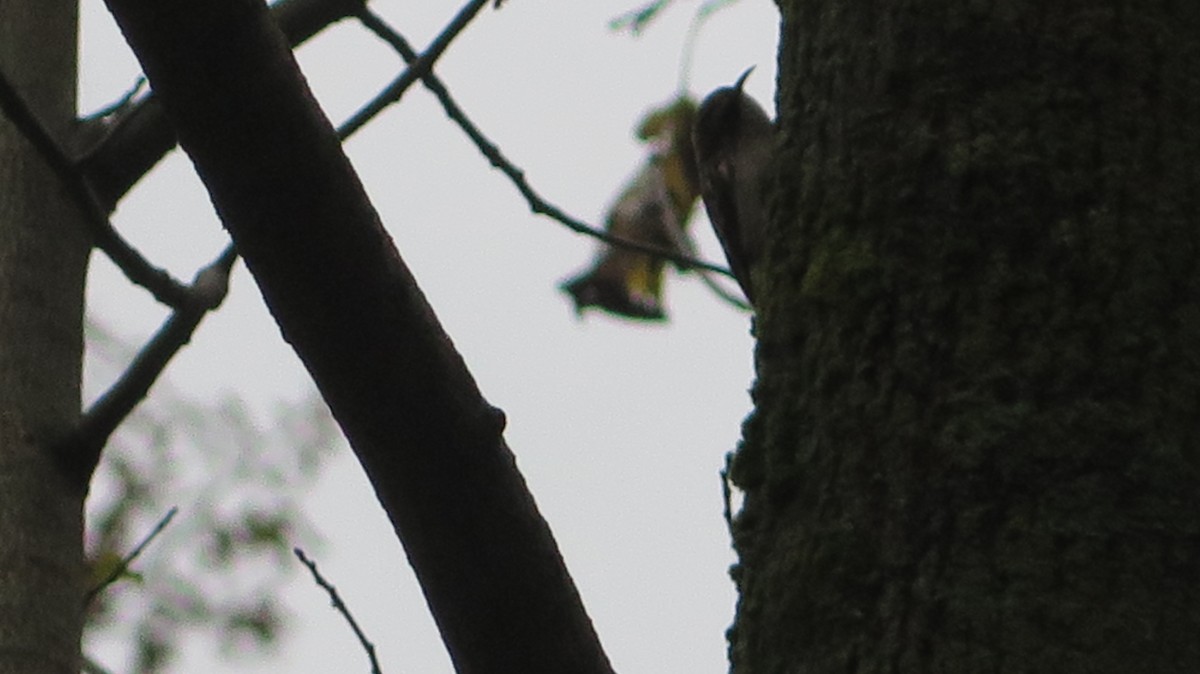 Brown Creeper - ML643622955