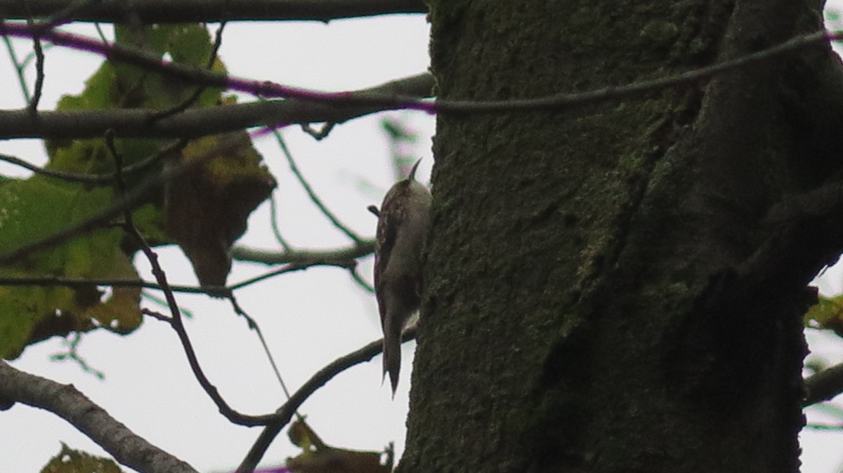 Brown Creeper - ML643622956