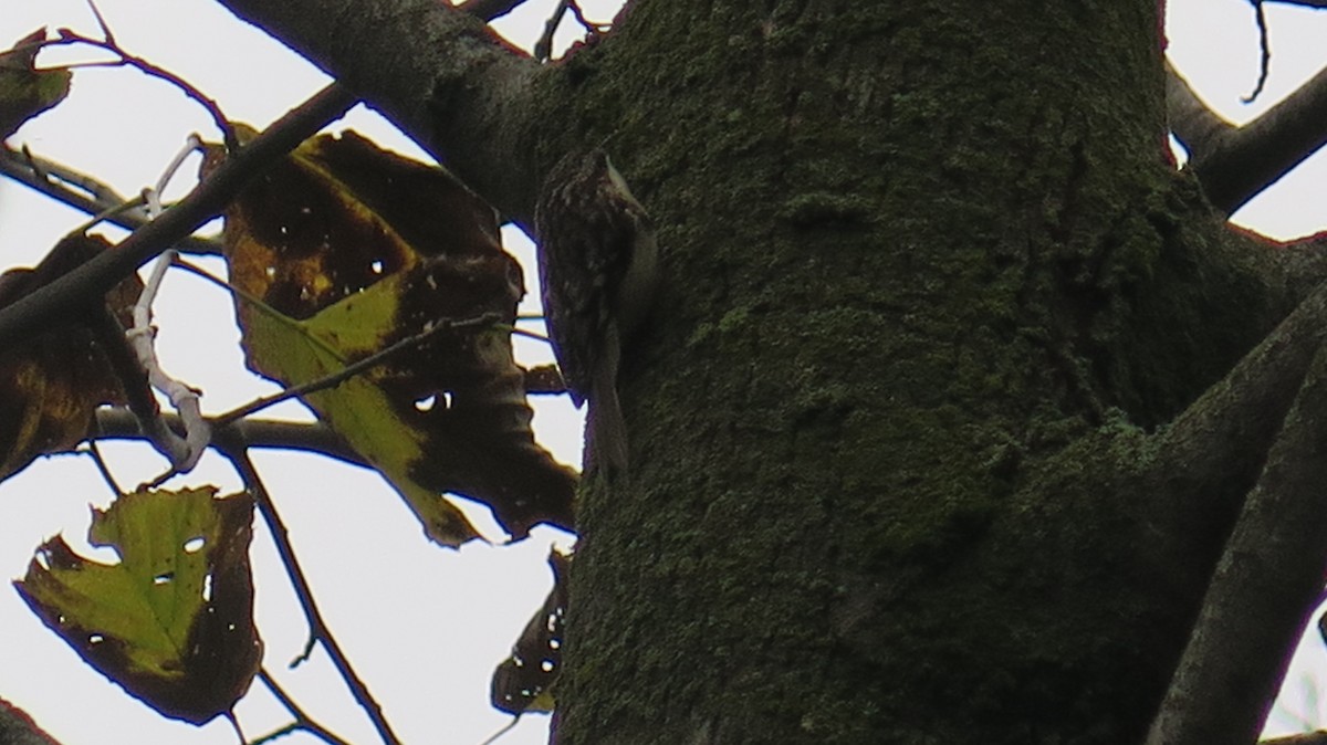 Brown Creeper - ML643622957