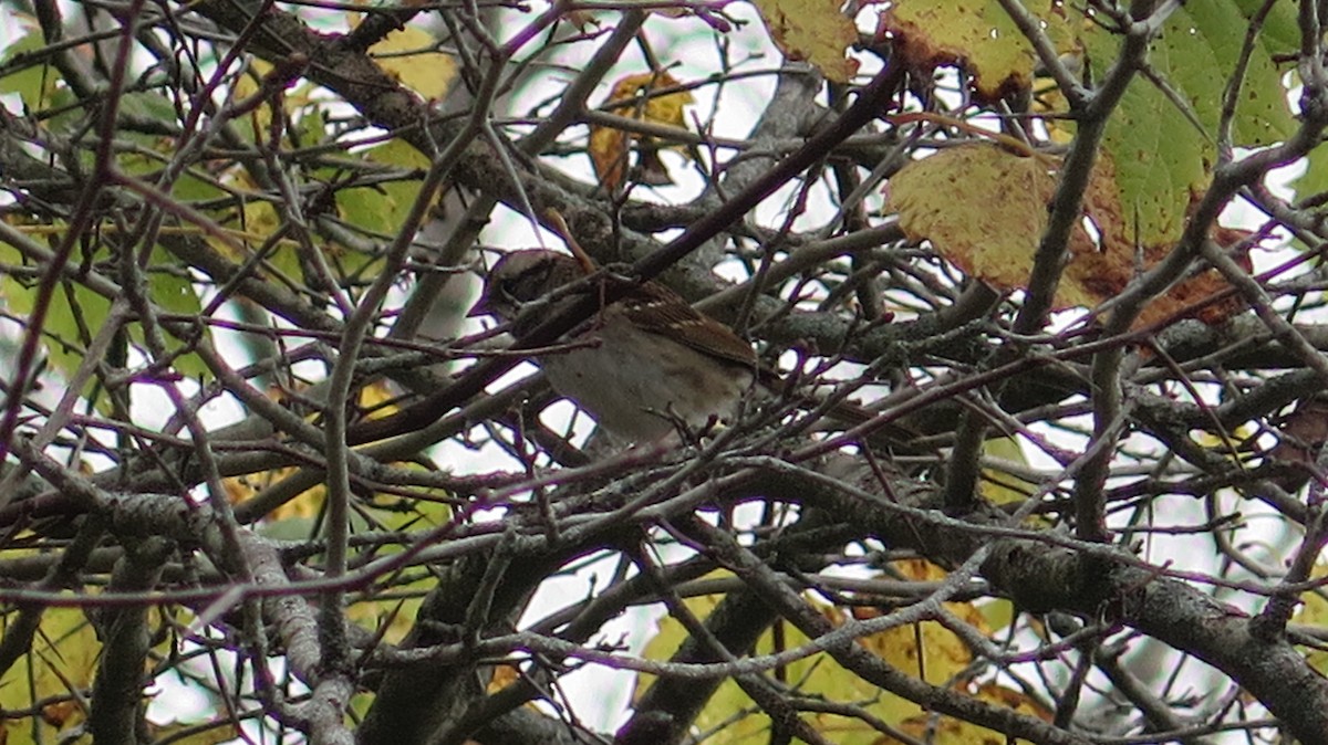 White-throated Sparrow - ML643622965