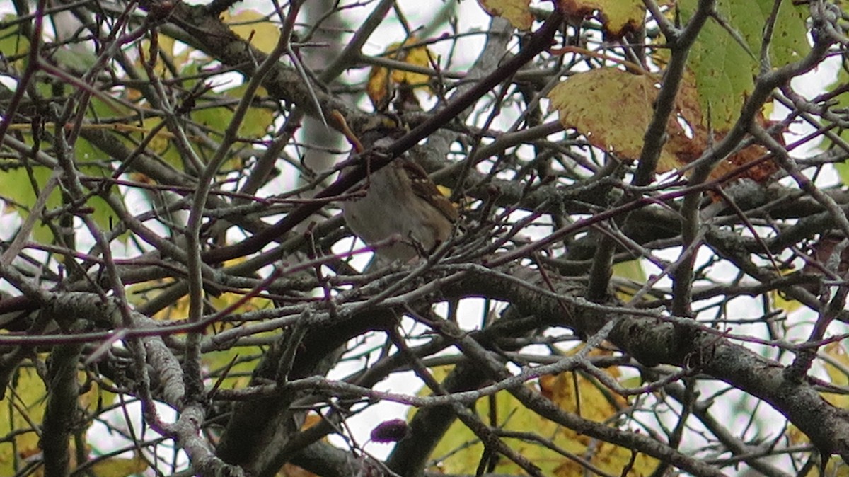 White-throated Sparrow - ML643622967