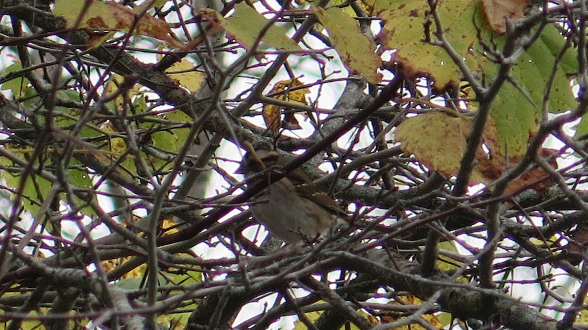 White-throated Sparrow - ML643622968