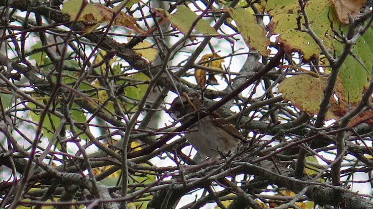 White-throated Sparrow - ML643622970