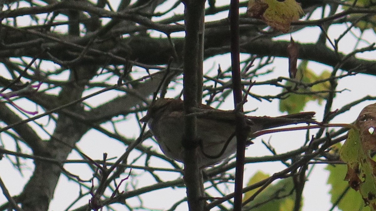 White-throated Sparrow - ML643622979