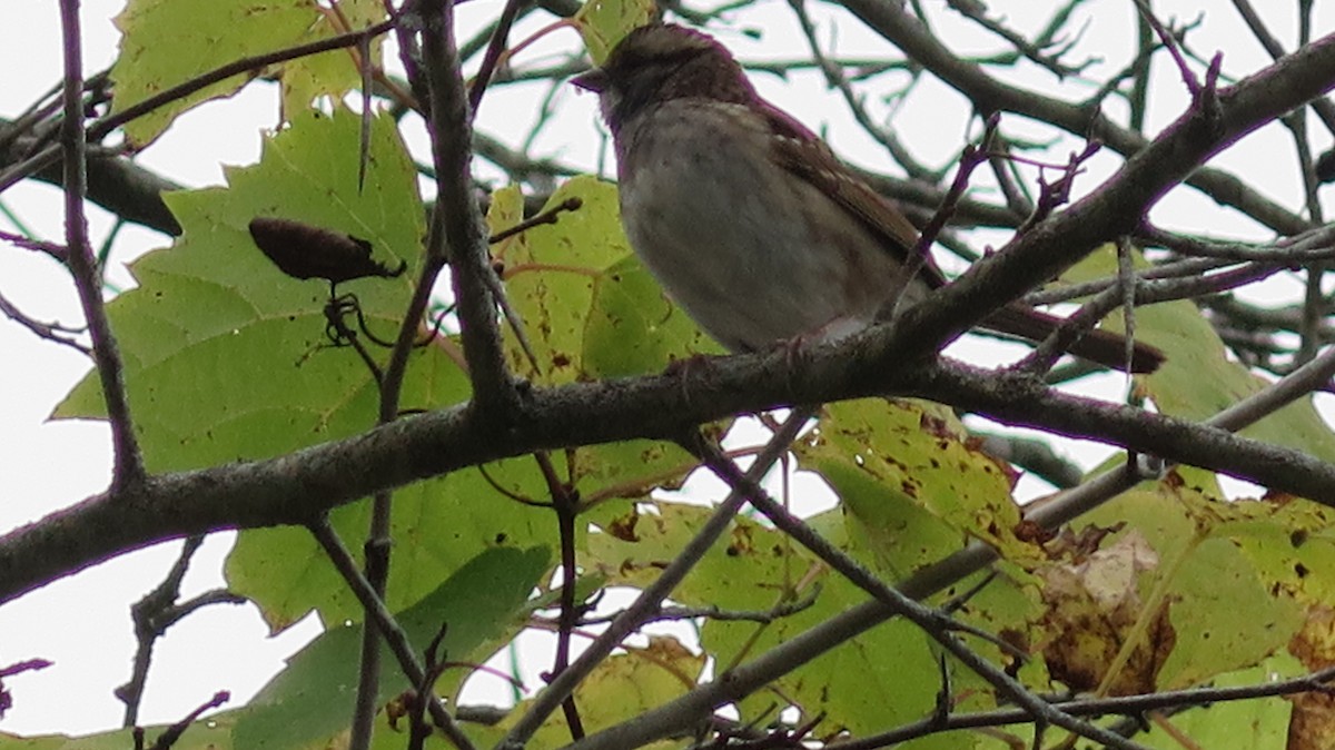 White-throated Sparrow - ML643622980