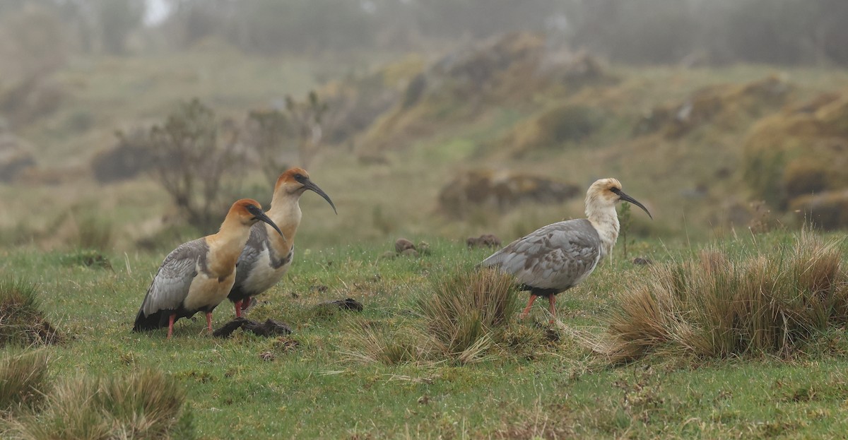 Andean Ibis - ML643622982