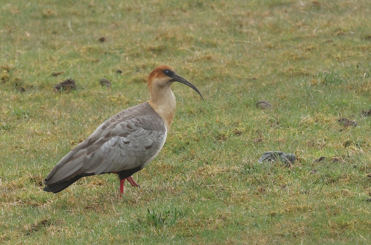 Andean Ibis - ML643622983